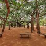 Matrimandir View Point