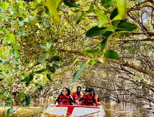 Mangrove Forest Boating