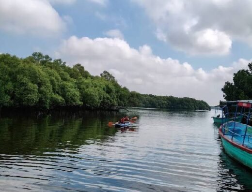Mangrove Kayaking Pondicherry