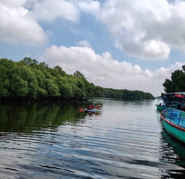 Mangrove Kayaking Pondicherry (2)