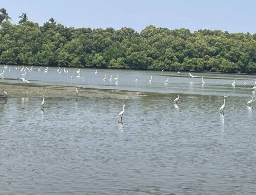 Mangrove Kayaking Pondicherry