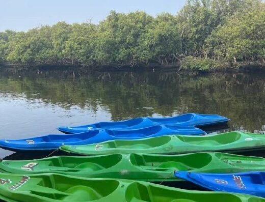 Mangrove Kayaking Pondicherry