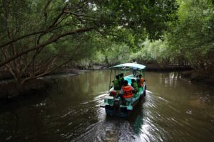 Murungapakkam Mangrove Area