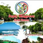 Pondy Mangrove Forest Boating