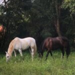 Red Earth Riding School