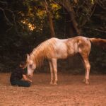 Horse to Human Sharnga Horses