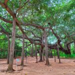 The Banyan