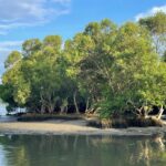 Mangrove forest boating